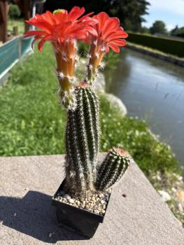 Echinocereus coccineus